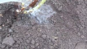 Самая РЕДКАЯ МАЛИНА "ГЛЕН КОЕ"--ягоды ФИОЛЕТОВОГО цвета/пересадка/укоренение/опрыскивание на зиму