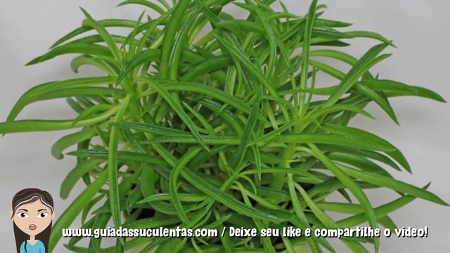 Peperomia Ferreyrae: Um Guia Completo Desta Planta