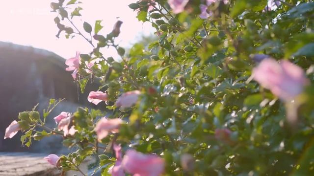 Música Relajante Para Descansar La Mente,Estrés, Ansiedad, Meditación, Relajarse Y Dormir