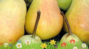 Груша плодовая Мраморная ? Обзор: посадка и уход. крупномеры груши Мраморная: описание и особенност