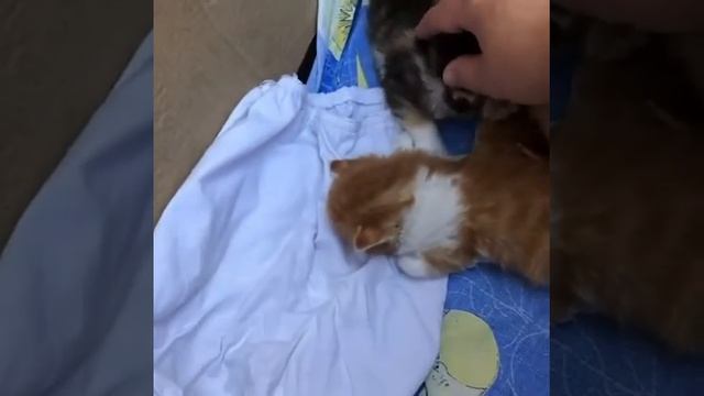 Рыжие котята породы Рагамаффин смотреть онлайн