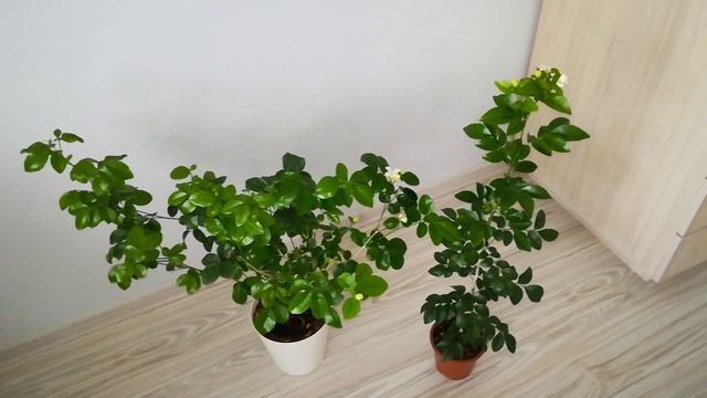 цветение сеянца, Муррайя Murraya paniculata ‘Himalayan’ (Giant leaf) смотреть онлайн