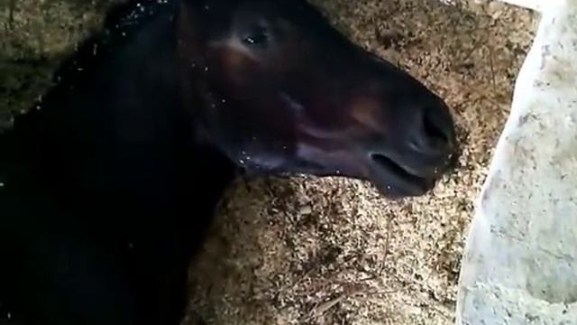 Дракошка сопит смотреть онлайн