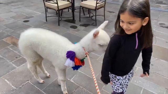 Cusco Peru | JW Marriott Cusco |Panchito the Baby Alpaca смотреть онлайн