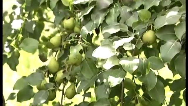 Сорта груш смотреть онлайн