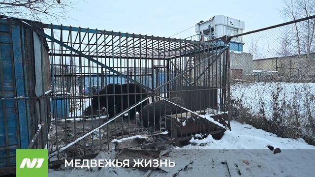 МЕДВЕЖЬЯ ЖИЗНЬ смотреть онлайн