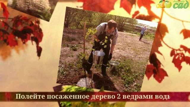 Посадка клена - как правильно посадить клён смотреть онлайн