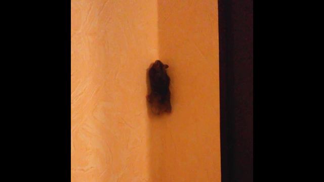 Хомяк Джеки Чана смотреть онлайн