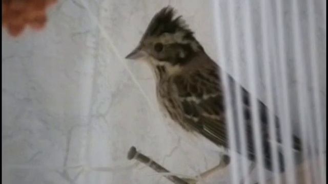 ОВСЯНКА РЕМЕЗ - 2.(10.11.2013) смотреть онлайн