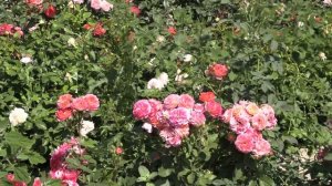 гербициды и розы. парковые розы мартина гийо, жорд данжан, питомник роз полины козловой rozarium.bi