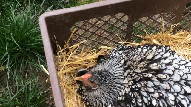 Квочка породы Виандот. смотреть онлайн