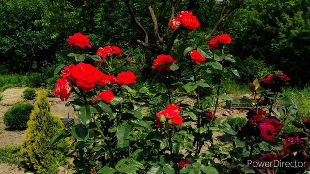 Троянда Верано (Verano)