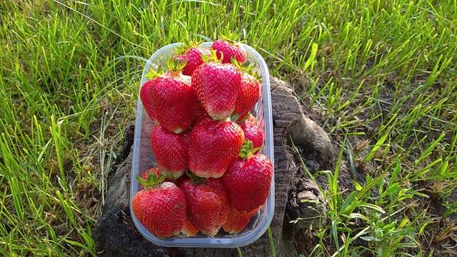 Сорт САНДРА.🍓🍓🍓💖😋 смотреть онлайн