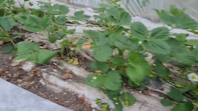 состояние клубники Азия на 13 апреля смотреть онлайн