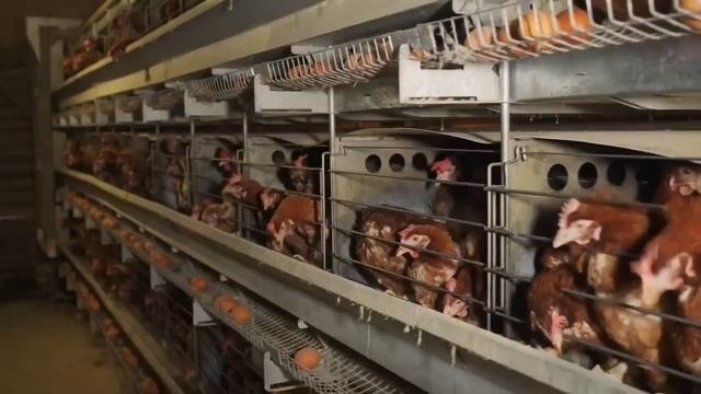 Фермерское хозяйство. Ярославская область, Гаврилов - Ямский район смотреть онлайн