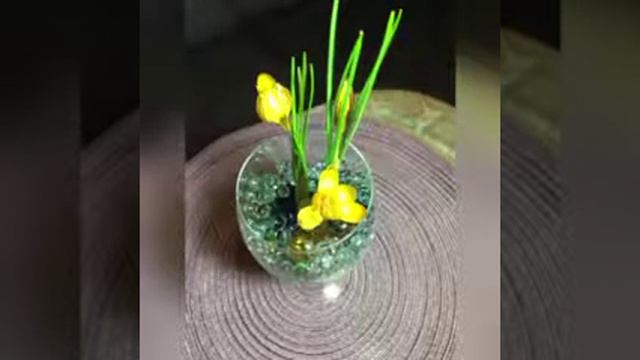 Выгонка люковичных.Весна на окошке🧚🏻♀️🤗