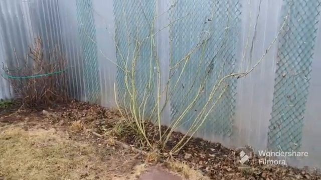 142. Рассада переросла. Розы, туи открыл. Кабачки, огурцы посеял. смотреть онлайн