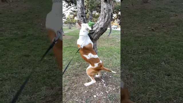 Где игрушка? смотреть онлайн