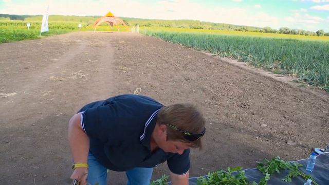 Как отличить антракноз от бактериоза на картофеле?