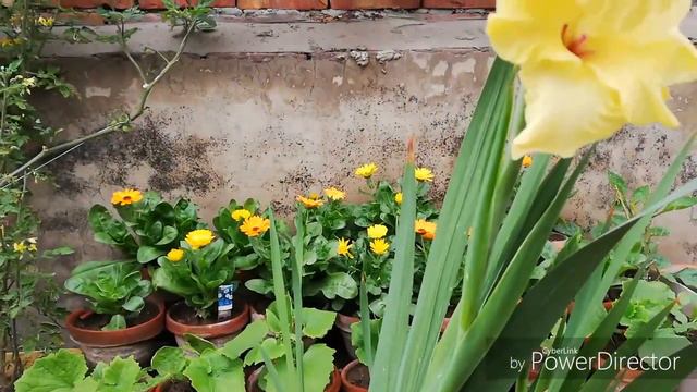 #Gladiolus Bulbs planting, growing and care to get flowers Spike in Spring @AsimGarden смотреть онлайн