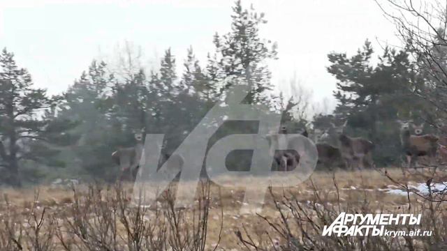 Крымчанин снял на плато Ай-Петри в Крыму большое стадо оленей. смотреть онлайн
