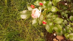 Роза  Грандифлора  РОЗЕНШТАДТ ФРАЙЗИНГ ,         Подмосковье юго-запад.