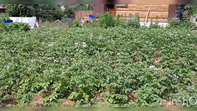 В огороде -лебеда, на газоне-гуси.. смотреть онлайн