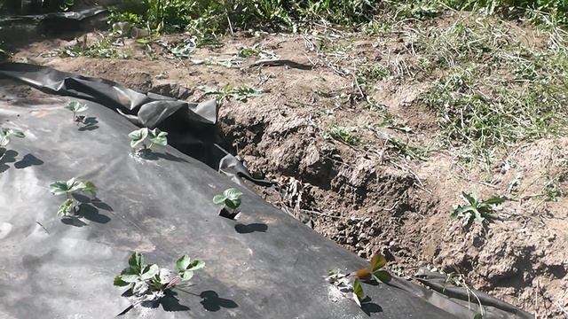 Подкормка клубники золой смотреть онлайн