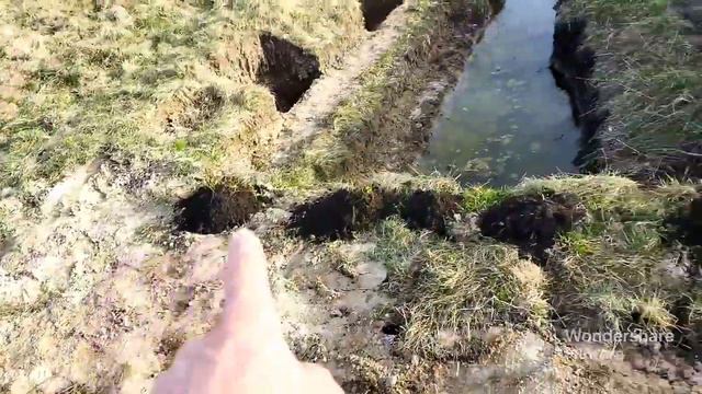 Барвінок варієгатний. Як його можна використати. смотреть онлайн