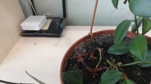 Эсхинантус, обрезка и укорененние.