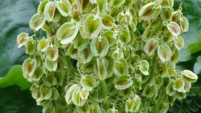 РЕВЕНЬ ??Мой сад смотреть онлайн