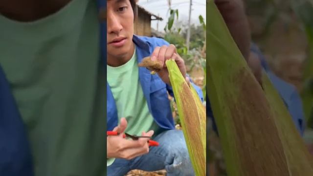 Can beef horns be used for cooking? | Chinese Mountain Forest Life and Food #Moo Tik Tok#FYP смотреть онлайн