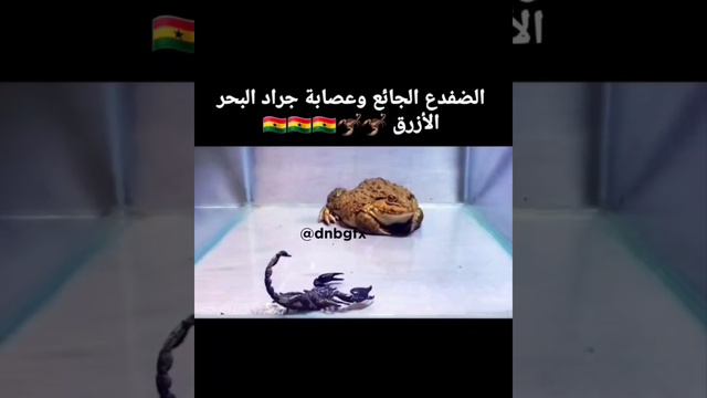 diger videolairka baksaba смотреть онлайн