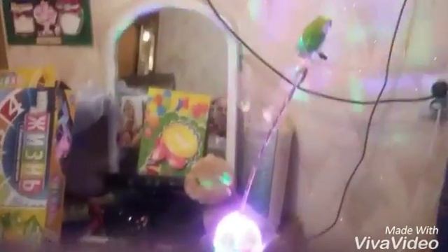 Смешной попугай Кеша! смотреть онлайн