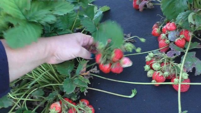 АНАНАСНАЯ (ФИНСКАЯ РОЗОВАЯ) среднеспелый сорт клубники. смотреть онлайн