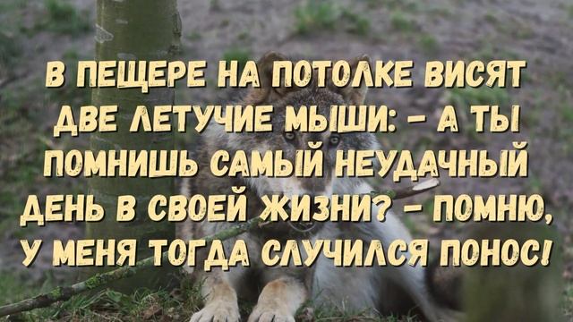 Подборка анекдотов про зверей смотреть онлайн