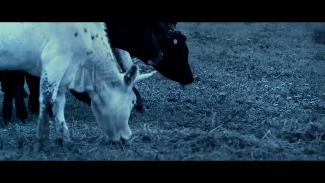 Shea Fisher- Tough- Music Video смотреть онлайн