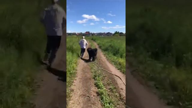 Практическая кинология. Дрессировка тибетского мастифа.