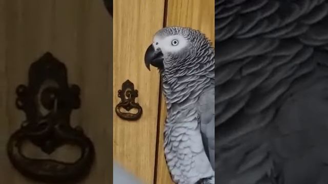 А игрушки кто бросал? Мама кричит! Ужас!.. смотреть онлайн