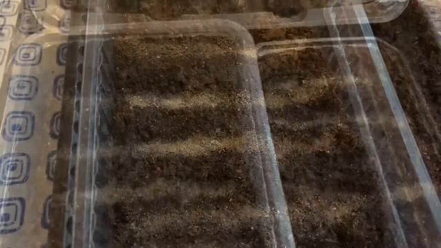 Посадка земляники крупноплодной и мелкоплодной семенами. ??? смотреть онлайн