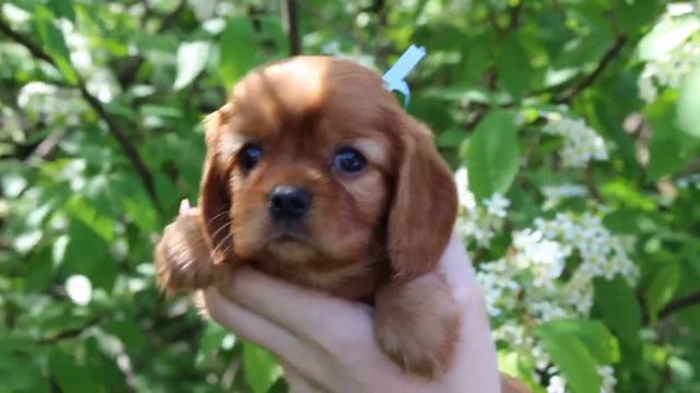 Серенада Леса Зарина