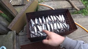 Коптим ряпушку