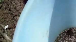 ПОДКОРМКА ГОРТЕНЗИИ МЕТЕЛЬЧАТОЙ ВЕСНОЙ