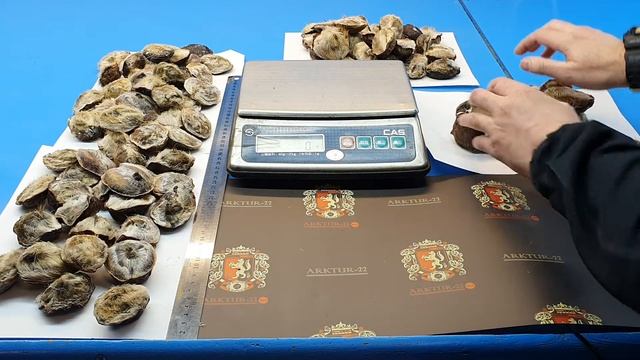 Струя кабарги опт от ARKTUR 22 смотреть онлайн