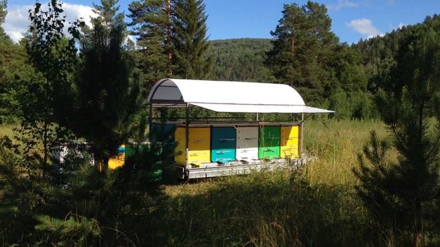 На липовом медосборе в Башкирии смотреть онлайн