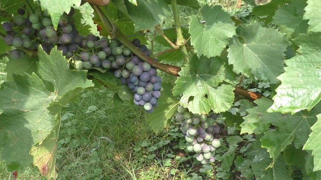 Начало окрашивания гроздей смотреть онлайн