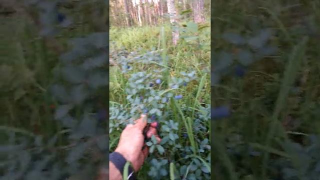 Лесные ягоды. Черника и голубика. Сбор ягод с помощью комбайна. смотреть онлайн