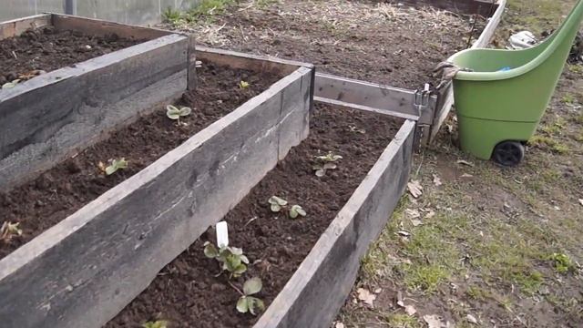 МОЯ КЛУБНИЧНАЯ ПИРАМИДА УБОРКА И ПОДКОРМКА ! смотреть онлайн