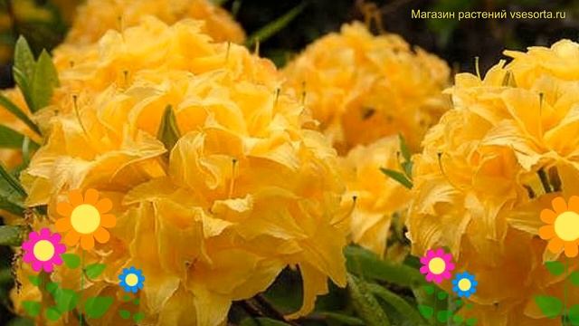 Азалия японская Йелоу пом пом. Краткий обзор, описание rhododendron obtusum Yellow Pom Pom смотреть онлайн