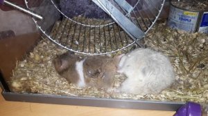 Спаривание хомяков